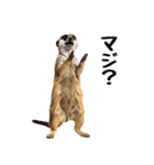 見張り上手なミーアキャットの日常（個別スタンプ：26）