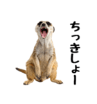 見張り上手なミーアキャットの日常（個別スタンプ：28）