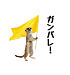 見張り上手なミーアキャットの日常（個別スタンプ：29）