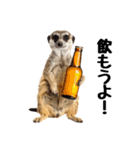 見張り上手なミーアキャットの日常（個別スタンプ：30）