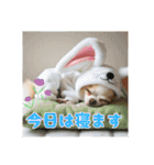 オコジョすたんぷ♡うさ吉・夏の会話ver（個別スタンプ：32）
