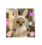 オコジョすたんぷ♡うさ吉・夏の会話ver（個別スタンプ：35）