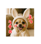 オコジョすたんぷ♡うさ吉・夏の会話ver（個別スタンプ：39）