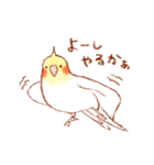 オカメインコの日常【ピヨ彦】（個別スタンプ：5）