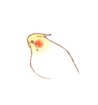 オカメインコの日常【ピヨ彦】（個別スタンプ：11）