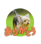 ヨークシャテリア挨拶（個別スタンプ：1）