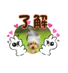 ヨークシャテリア挨拶（個別スタンプ：3）