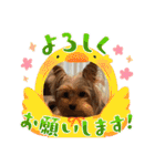 ヨークシャテリア挨拶（個別スタンプ：4）