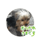 ヨークシャテリア挨拶（個別スタンプ：6）