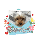 ヨークシャテリア挨拶（個別スタンプ：7）