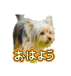 ヨークシャテリア挨拶（個別スタンプ：9）