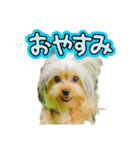 ヨークシャテリア挨拶（個別スタンプ：10）