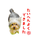 ヨークシャテリア挨拶（個別スタンプ：11）