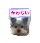 ヨークシャテリア挨拶（個別スタンプ：14）
