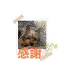 ヨークシャテリア挨拶（個別スタンプ：21）