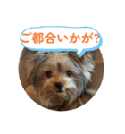 ヨークシャテリア挨拶（個別スタンプ：22）