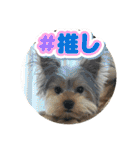 ヨークシャテリア挨拶（個別スタンプ：23）