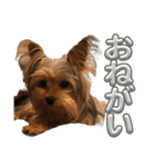 ヨークシャテリア挨拶（個別スタンプ：28）