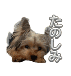 ヨークシャテリア挨拶（個別スタンプ：29）