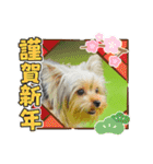 ヨークシャテリア挨拶（個別スタンプ：33）