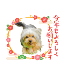 ヨークシャテリア挨拶（個別スタンプ：34）