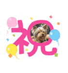 ヨークシャテリア挨拶（個別スタンプ：37）
