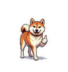 無言で伝える柴犬 健康体形です（個別スタンプ：1）