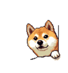 無言で伝える柴犬 健康体形です（個別スタンプ：2）