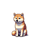 無言で伝える柴犬 健康体形です（個別スタンプ：6）