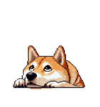 無言で伝える柴犬 健康体形です（個別スタンプ：8）