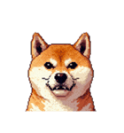 無言で伝える柴犬 健康体形です（個別スタンプ：10）