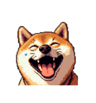 無言で伝える柴犬 健康体形です（個別スタンプ：13）