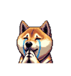 無言で伝える柴犬 健康体形です（個別スタンプ：14）