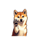 無言で伝える柴犬 健康体形です（個別スタンプ：18）
