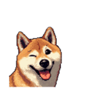 無言で伝える柴犬 健康体形です（個別スタンプ：19）