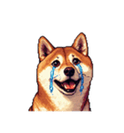 無言で伝える柴犬 健康体形です（個別スタンプ：20）