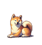 無言で伝える柴犬 健康体形です（個別スタンプ：21）
