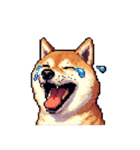 無言で伝える柴犬 健康体形です（個別スタンプ：22）