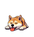 無言で伝える柴犬 健康体形です（個別スタンプ：23）