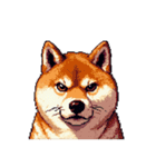 無言で伝える柴犬 健康体形です（個別スタンプ：24）