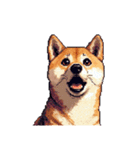 無言で伝える柴犬 健康体形です（個別スタンプ：25）