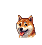 無言で伝える柴犬 健康体形です（個別スタンプ：27）