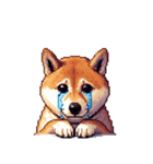 無言で伝える柴犬 健康体形です（個別スタンプ：28）