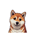 無言で伝える柴犬 健康体形です（個別スタンプ：30）