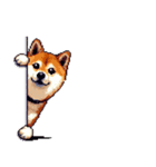 無言で伝える柴犬 健康体形です（個別スタンプ：31）