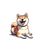 無言で伝える柴犬 健康体形です（個別スタンプ：36）