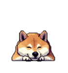 無言で伝える柴犬 健康体形です（個別スタンプ：37）