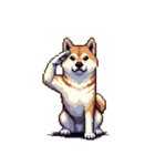 無言で伝える柴犬 健康体形です（個別スタンプ：38）