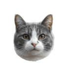 猫の顔だけ！（個別スタンプ：1）