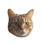 猫の顔だけ！（個別スタンプ：2）